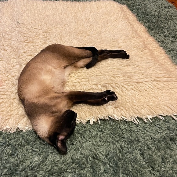 Meet your Posher, Deanne and Ruby πββ¬. - Picture 3 of 16